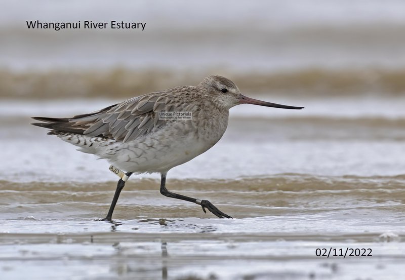 AJD 2 Oct 2022 a.jpg