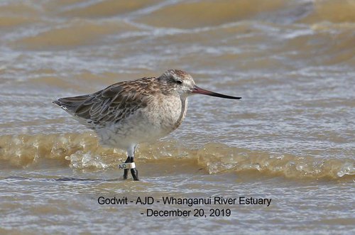 Godwit AJD.jpg