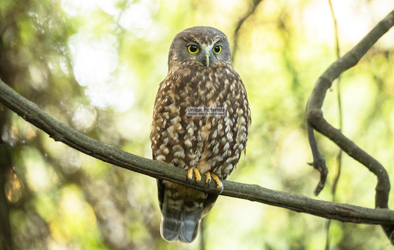 Morepork 2022.jpg