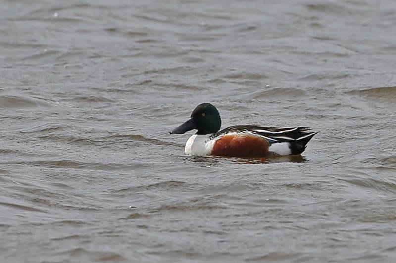 Northern Shoveler.jpg