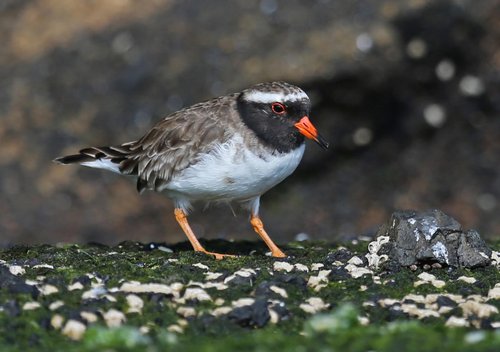 Shore-Plover-small-1024x721.jpg